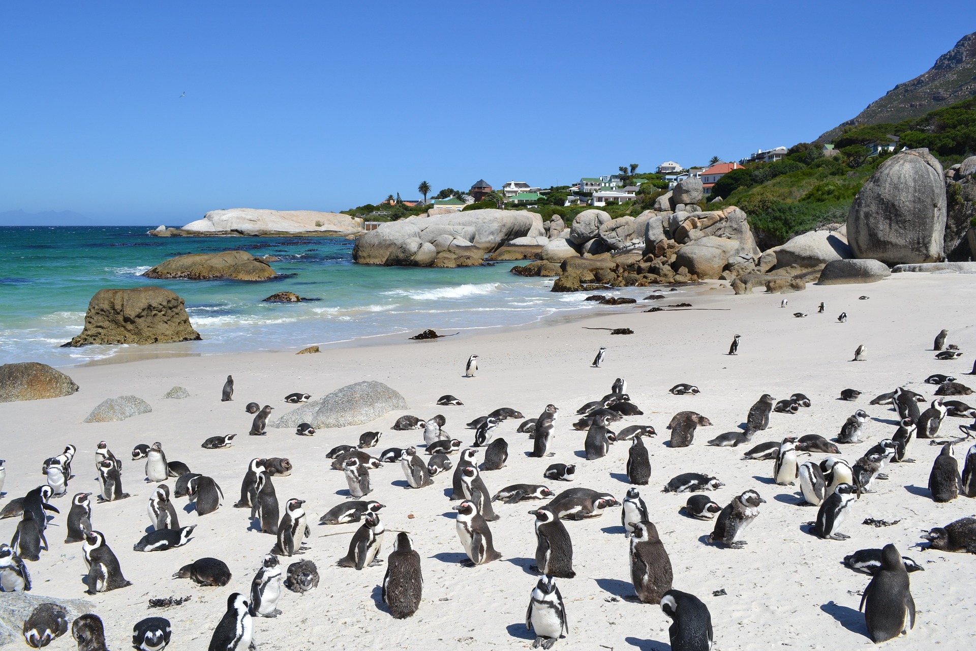 Everyone wants to know about Penguins in Cape Town | Hike Addicts