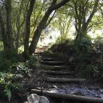 Skeleton Gorge hiking route Kirstenbosch Gardens