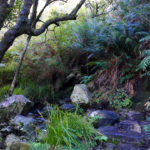 Table Mountain hiking route Skeleton Gorge