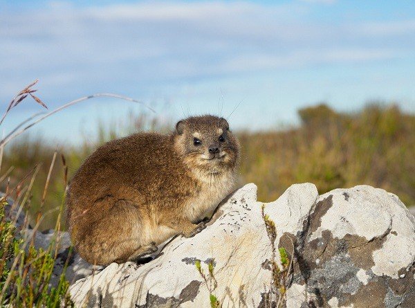 Table Mountain Flora And Fauna