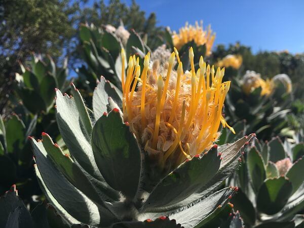 Table Mountain - Flora and Fauna