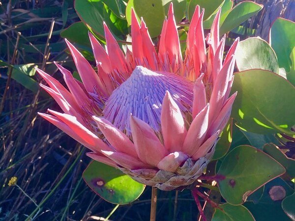 King Protea Table Mountain