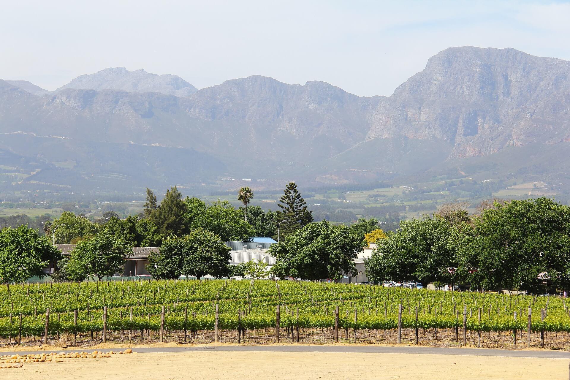 wine tours constantia