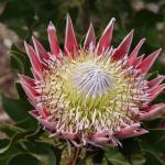 Botanical gardens Cape town tours