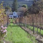 Constantia wine tour