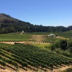 Constantia wine valley Cape Town