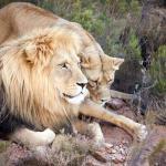 Cape Town Safari tour