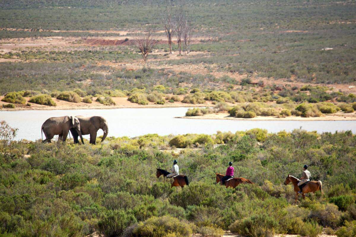 One Day Cape Town Safari Tours and Experiences in South Africa