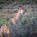 Safari park Cape Town Hike Addicts