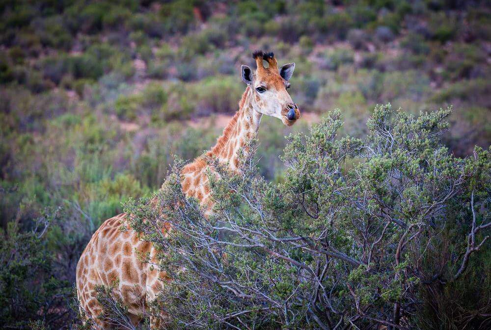 Safari park Cape Town Hike Addicts