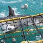 Shark cage diving