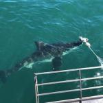 Shark cage diving Gansbaai