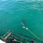 Shark tour South Africa