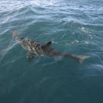 Shark touring South Africa