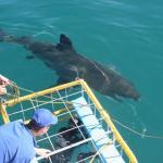 Shark tours South Africa