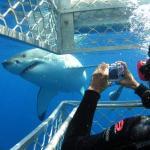 Shark tours cape town