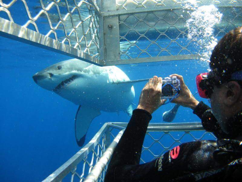 Shark tours cape town