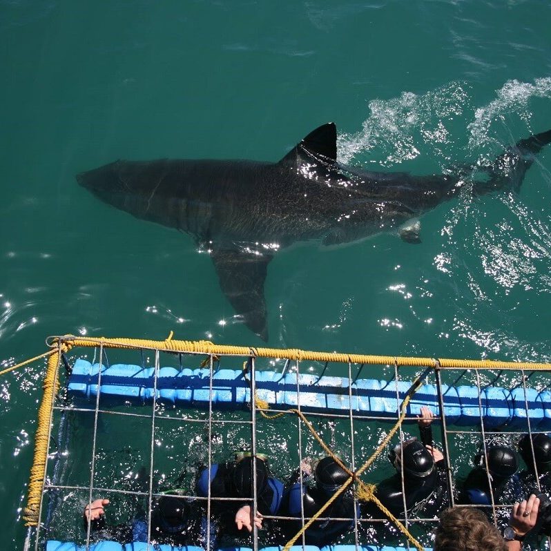 cape town shark tours
