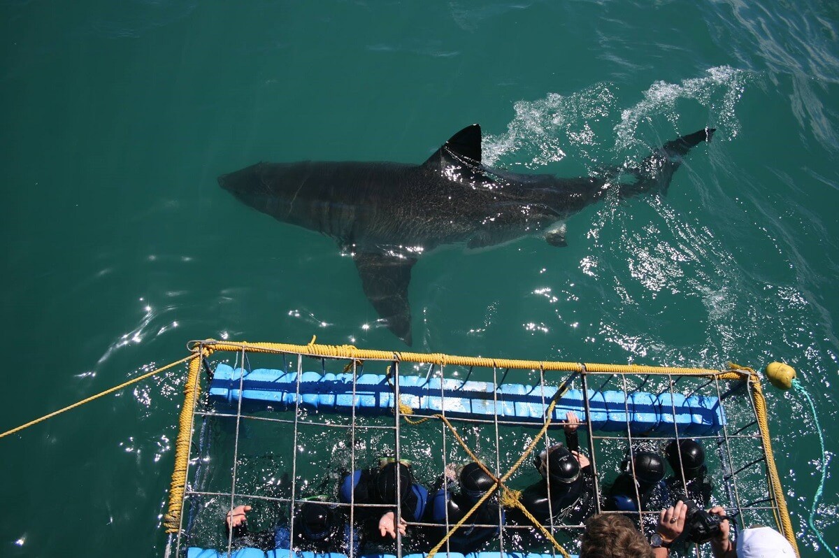 shark safari cape town