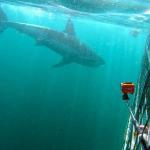 Sharks in South Africa