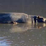 Short safari South Africa