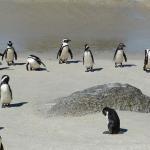 South Africa tours penguins