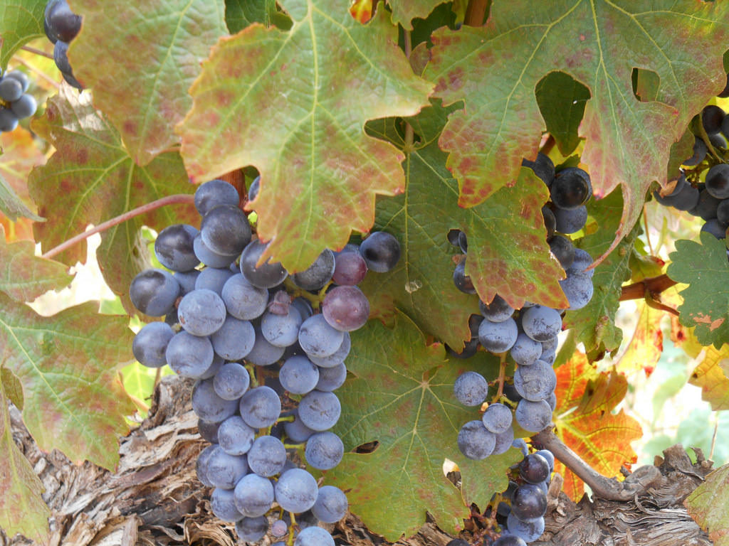 Stellenbosch wine grapes
