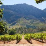 Stellenbosch winelands copy