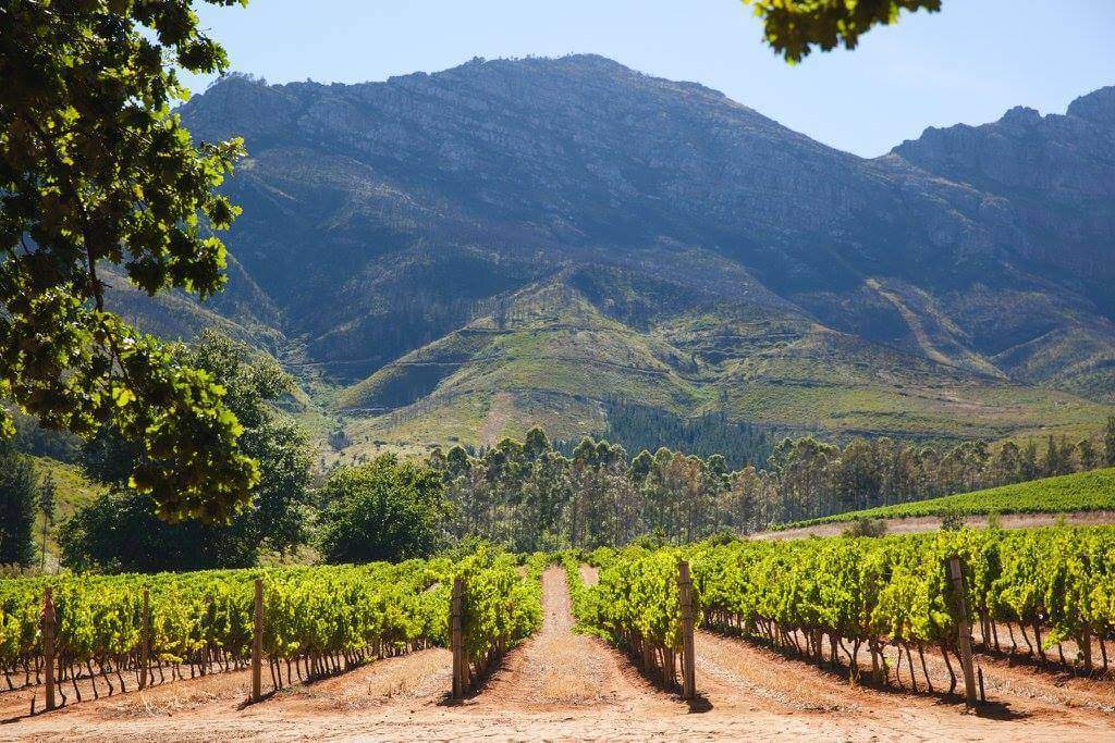 wine tours in cape town