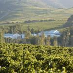 Vinyards winelands South Africa