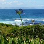 Whale watching from coast