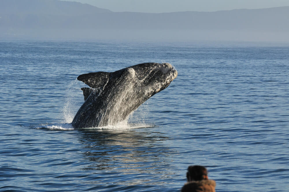 Table Mountain Hike and whale watching tour