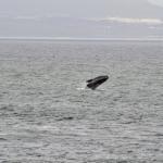 Whales Hermanus