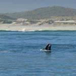 Whales South Africa