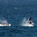 Whales breaching whale tours South Africa