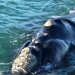 Whales close up South Africa