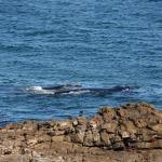 Whales in SA