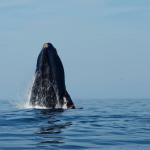 Whales near Cape Town