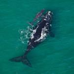 Whales playing in South Africa