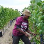 Wine tours vinyards cape town