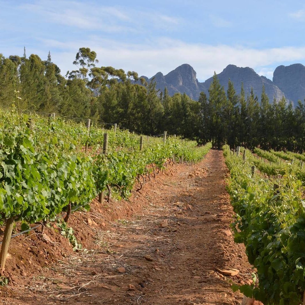 Exclusive Constantia Wine Tasting Tour in Cape Town, South Africa