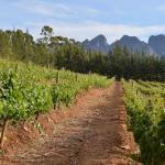 vineyard Cape wine