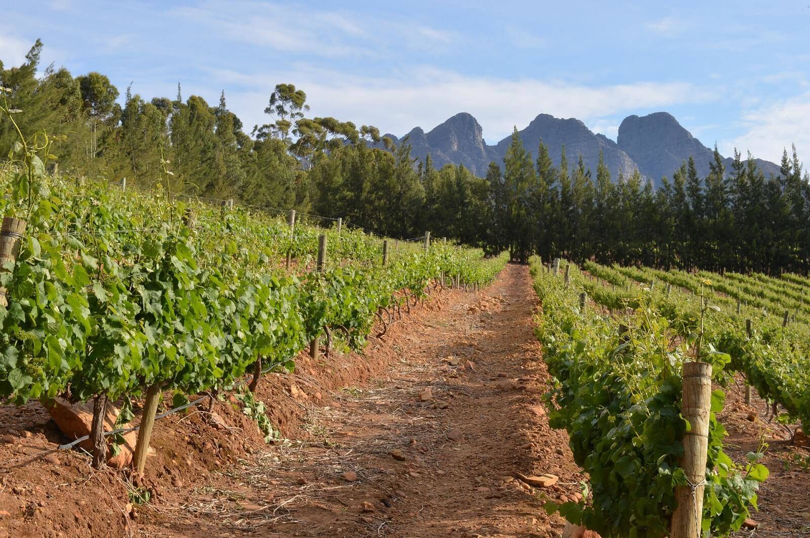 Exclusive Constantia Wine Tasting Tour in Cape Town, South Africa