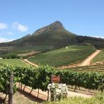 vinyards wine tours Cape