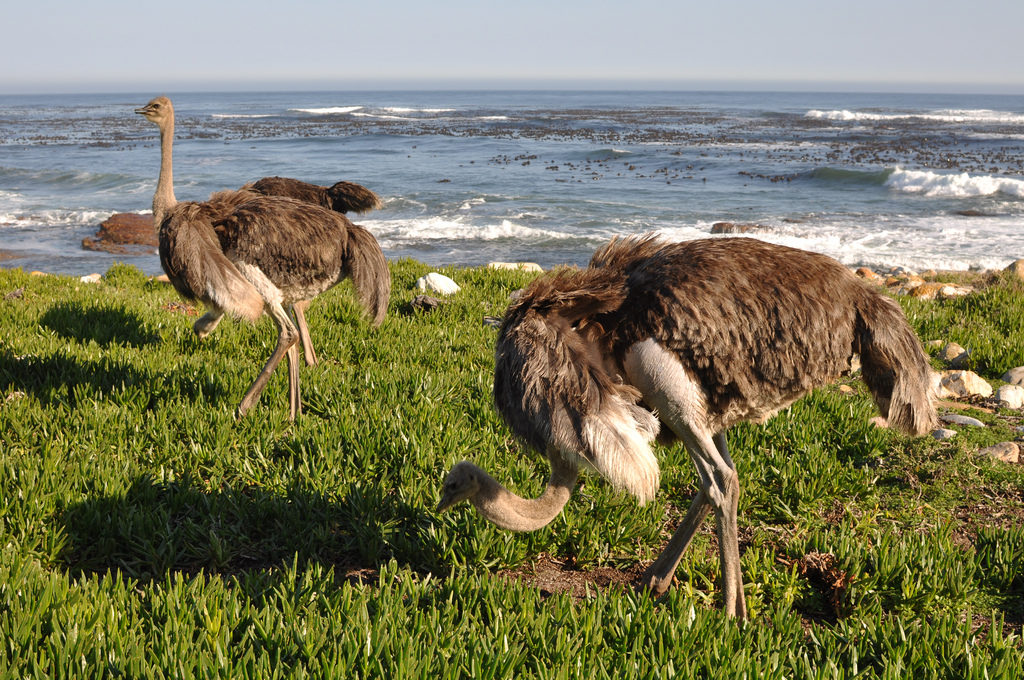 Cape Point Ostrich in Cape Town