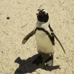 Penguin tours Cape Town