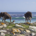 Ostrich Cape Point