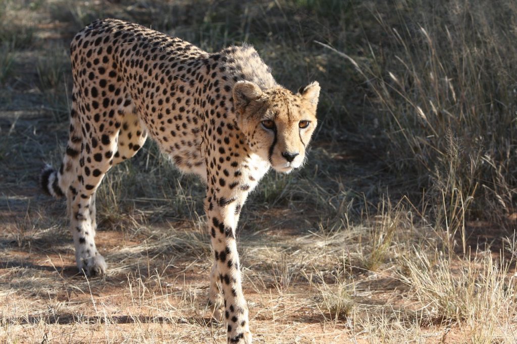 Safari tour in Cape Town South Africa