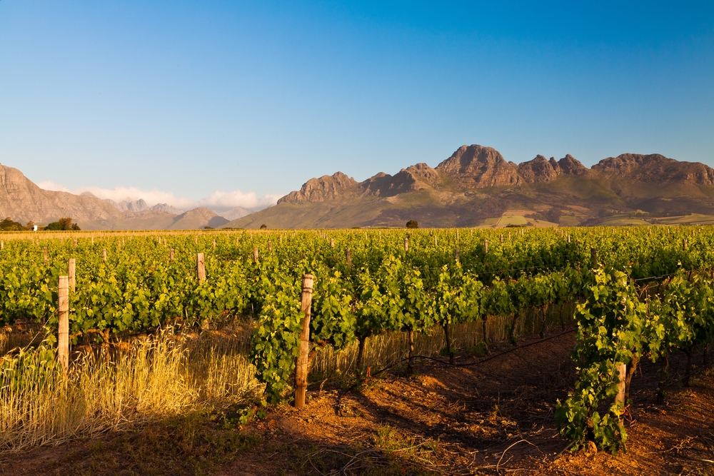 Stellenboch wine Cape Town