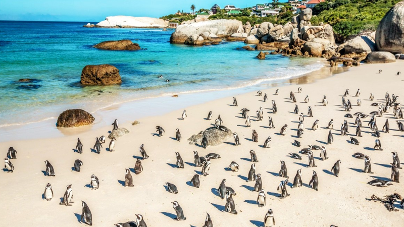 Boulders Beach penguins Cape Town.